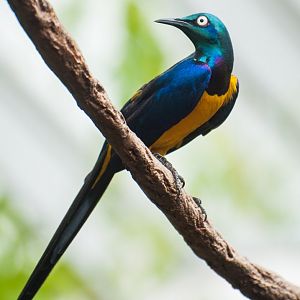 Golden-breasted starling (Lamprotornis regius)