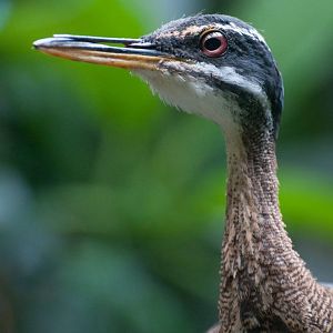 Sunbittern (Eurypyga helias)