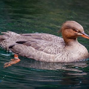Female Red-breasted Merganser (Mergus serrator)