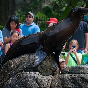 California sea lion (Zalophus californianus)