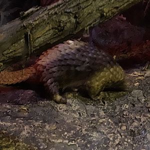 Tree Pangolin (Phataginus tricuspis)