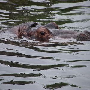 BOLINHAS, female Hippo - Zooparc de Beauval - 07/2020