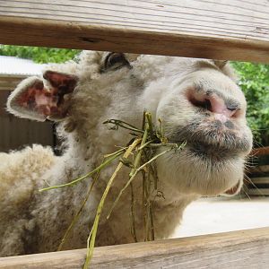 [June 2017] Australia- domestic sheep (Ovis aries) eating