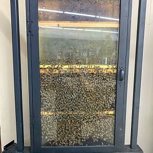 Sep. 2021 - Honeybee Exhibit (Stuckey Farm)