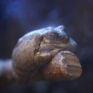 [May 2017] eastern gray treefrog (Dryophytes versicolor)