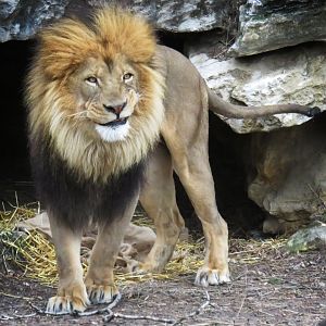 [February 2017] Big Cat Country- lion (Panthera leo)