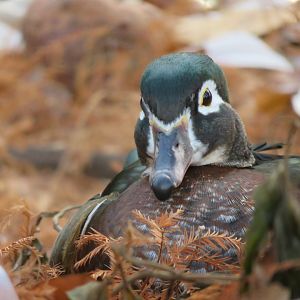 [December 2017] Cypress Swamp- wood duck (Aix sponsa)