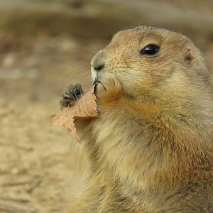 [December 2017] black-tailed prairie dog (Cynomys ludovicianus) eating leaf