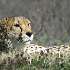 [March 2016] East Africa- cheetah (Acinonyx jubatus) lying