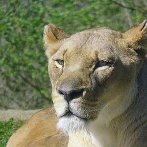 [March 2016] East Africa- lion (Panthera leo)