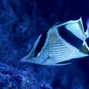 Guyana Butterflyfish (Prognathodes guyanensis)