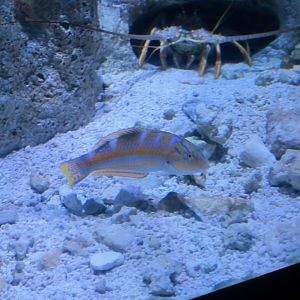 Puddingwife Wrasse (Halichoeres radiatus)