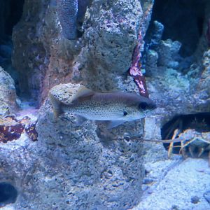 Reef Croaker (Odontoscion dentex)