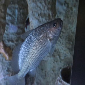 Blue Croaker (Corvula batabana)