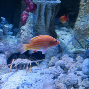 Spanish Flag (Gonioplectrus hispanus)