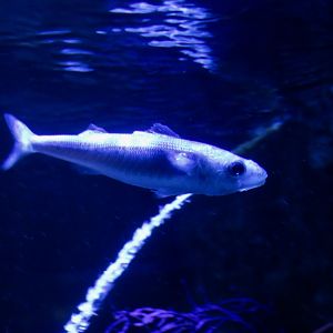 Bonnetmouth (Emmelichthyops atlanticus)