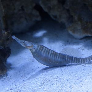 Dusky Pipefish (Syngnathus floridae)
