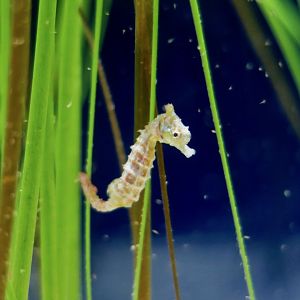 Dwarf Seahorse (Hippocampus zosterae)