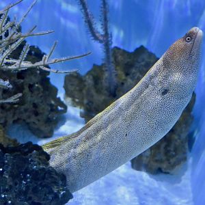 Goldentail Moray (Gymnothorax miliaris)
