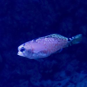 Pugnose Bass (Bullisichthys caribbaeus)