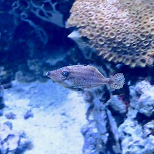 Slender Filefish (Monacanthus tuckeri)