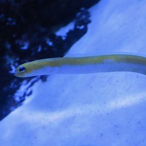 Yellow Conger Eel (Heteroconger luteolus)