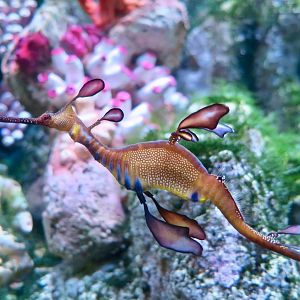 Weedy Sea Dragon (Phyllopteryx taeniolatus)