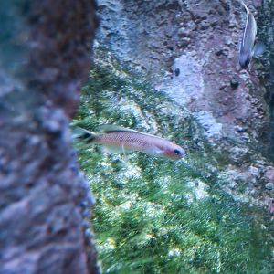 Southern Hulafish (Trachinops caudimaculatus)