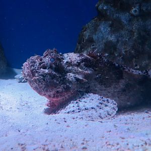 Spotted Scorpionfish (Scorpaena plumieri)