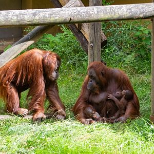 Bornean Orangutans