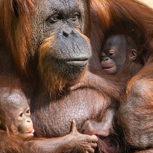 Jazz, Jim and Joe - Bornean Orangutans