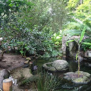 Black Swan Enclosure at Disney's Animal Kingdom (2014)