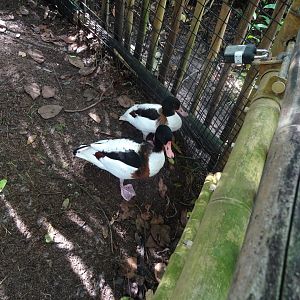 Common Shelducks at Disney's Animal Kingdom (2014)