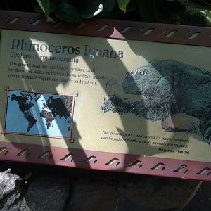 Rhinoceros Iguana Signage at Disney's Animal Kingdom (2014)