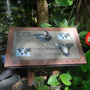 Duck Signage at Disney's Animal Kingdom (2014)