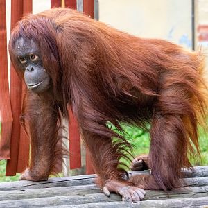 Sprout - Bornean Orangutan