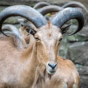 Barbary Sheep