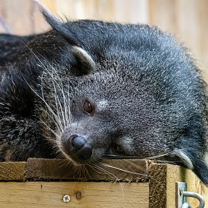 Binturong
