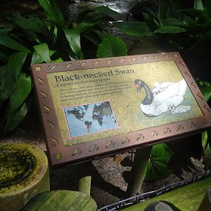 Black-necked Swan Signage at Disney's Animal Kingdom (2014)