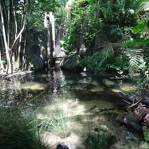 Oasis Enclosure at Disney's Animal Kingdom (2014)