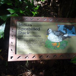 Indian Spotbilled Duck Signage at Disney's Animal Kingdom (2014)