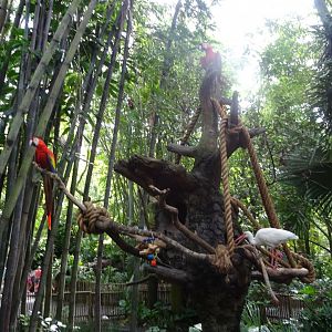 Macaws at Disney's Animal Kingdom (2014)