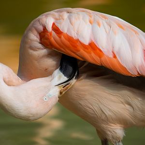 Chilean Flamingo