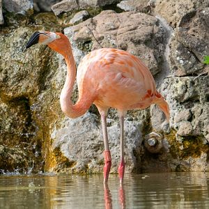 Caribbean Flamingo