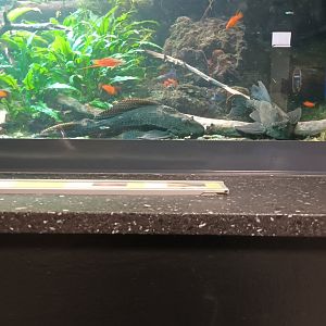Plecos and Swordtails