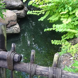 Paroon Shark Enclosure at Disney's Animal Kingdom (2014)