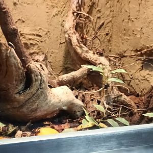 Congo flower Beetle Habitat