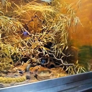 Mattheys Mouse Habitat