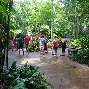 General View of Maharajah Jungle Trek at Disney's Animal Kingdom (2014)