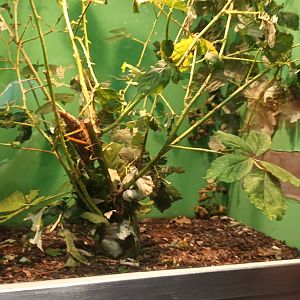 Giant Grasshopper Habitat